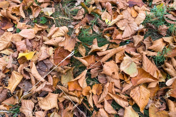 마른 노란 잎이 땅에 떨어진다. — 스톡 사진