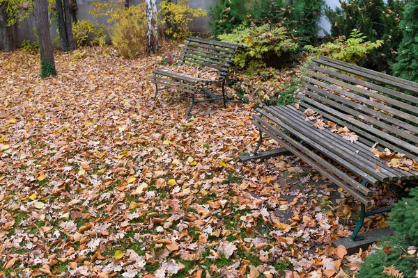 Trockene gelbe Blätter auf dem Boden. — Stockfoto