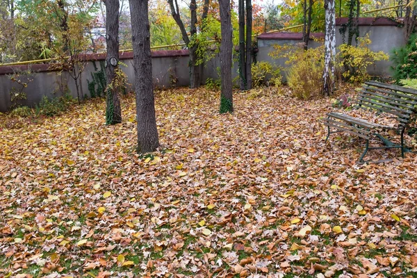 Trockene gelbe Blätter auf dem Boden. — Stockfoto