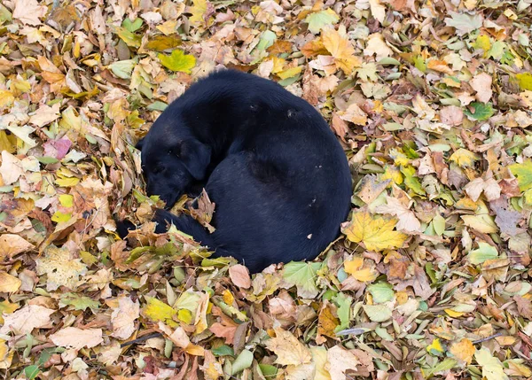 Perro yace sobre una pila de hojas . — Foto de Stock