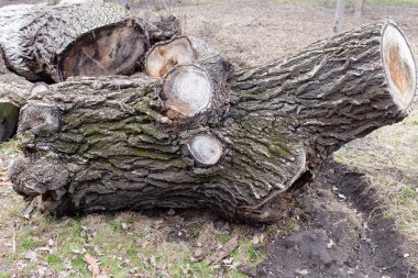 Yere meşe günlükleri.