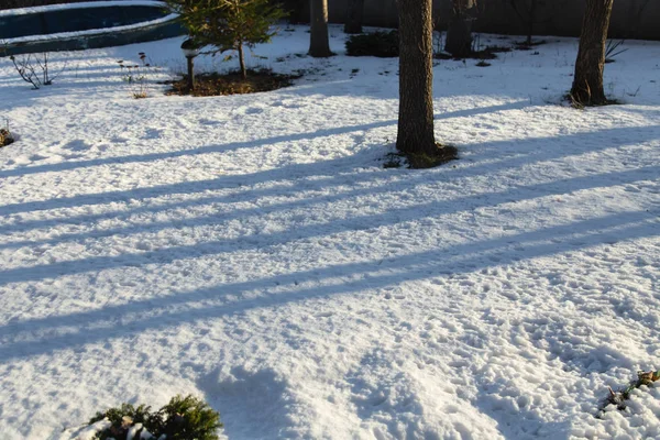 Suelo cubierto de nieve con árboles . — Foto de Stock