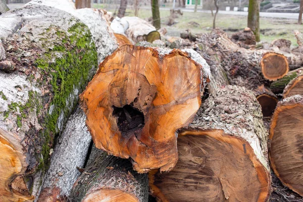 Berk logboeken op de grond. — Stockfoto