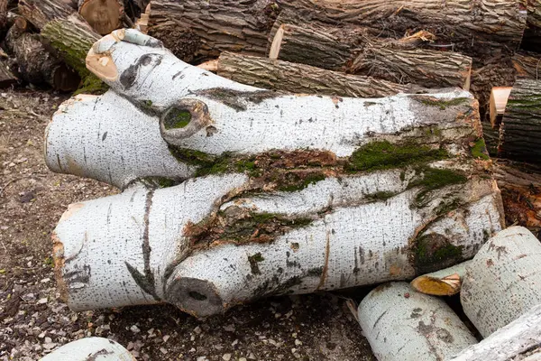 Birch logs on the ground. — Stock Photo, Image