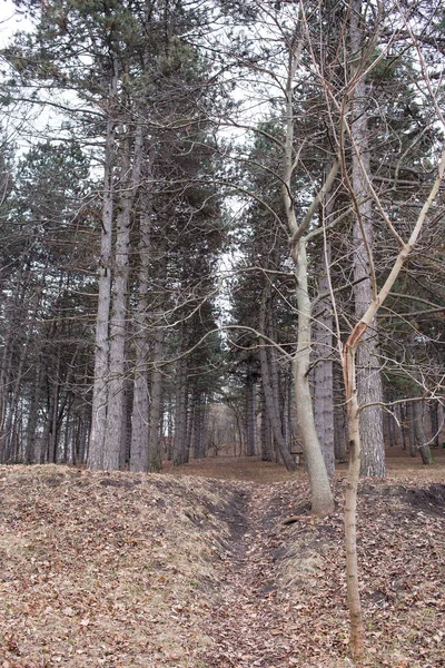 Bosque oscuro de coníferas . —  Fotos de Stock