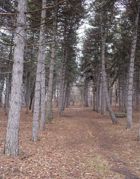 Bosque oscuro de coníferas . —  Fotos de Stock