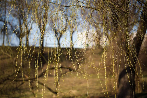 Willow branches with blooming buds. — ストック写真
