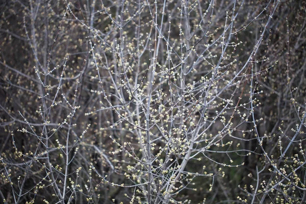 枝に芽を咲かせる. — ストック写真