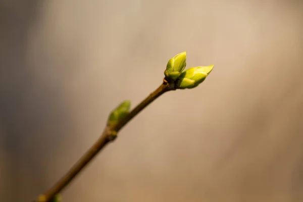 枝に咲く芽. — ストック写真