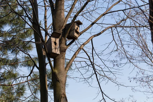 Nistkästen auf einem Baum. — Stockfoto