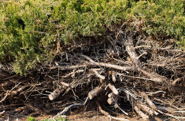 Dry branches near evergreen bushes. — Stock Photo, Image