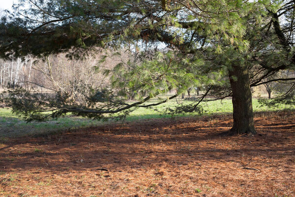 Ель в лесу
.