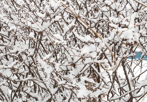 Ramas cubiertas de nieve . — Foto de Stock