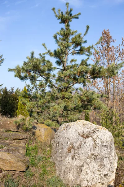 Mladá smrku na svahu. — Stock fotografie