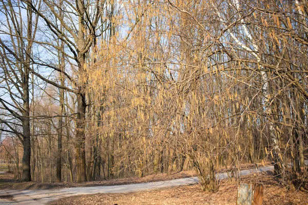 Cesta parkem. — Stock fotografie