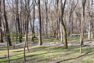 Uzun boylu ağaçlar ve parkın içinden yol.