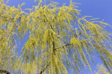 Uzun boylu bir söğüt alttan görünüm.