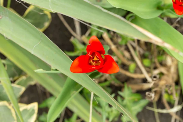 Jasně červené tulipány. — Stock fotografie