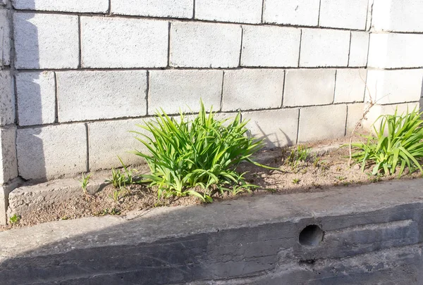 Groene planten die groeien in de buurt van de muur. — Stockfoto