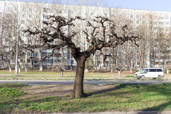 Az út mellett növekvő eperfa. — Stock Fotó