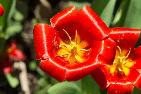 Jasně červené tulipány. — Stock fotografie