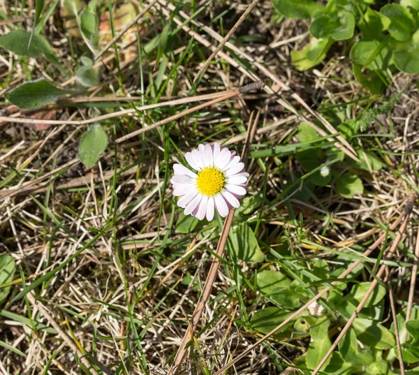 Pequena flor de primavera rosa . — Fotografia de Stock