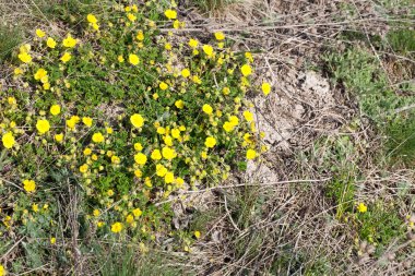 Minik sarı çiçekler.