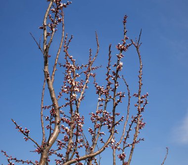 Tomurcukları ile çiçek açan ağaç.