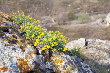 Taşların üzerinde sarı çiçekler.