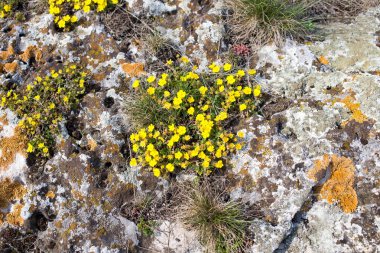 Taşların üzerinde sarı çiçekler.