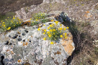 Taşların üzerinde sarı çiçekler.