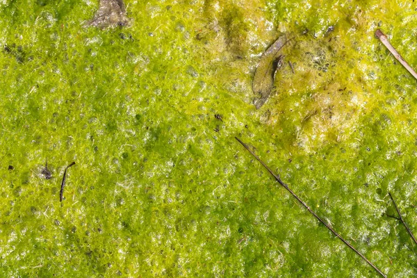 Bright green sea weed. — Stock Photo, Image