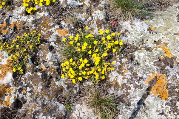 Flores amarillas sobre piedras . —  Fotos de Stock