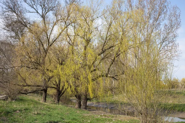 Krásná krajina s vrbami. — Stock fotografie