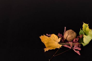 Sonbahar yaprakları ve wanut bileşimi.