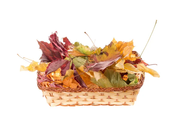 Složení podzimní listí. — Stock fotografie