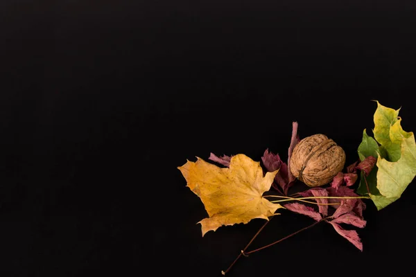 Composition of autumn leaves and the wanut. — Stock Photo, Image