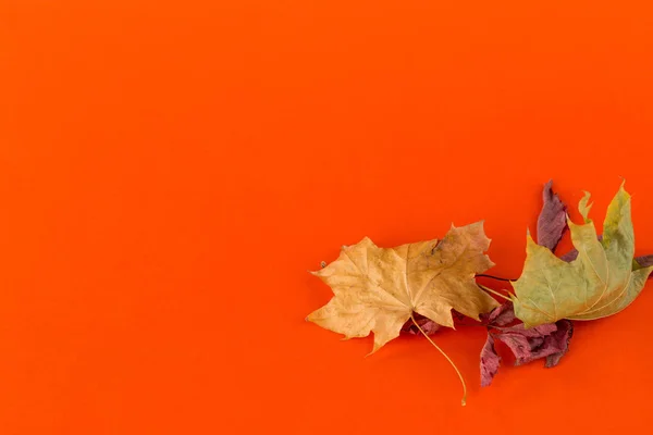 秋の紅葉の組成. — ストック写真