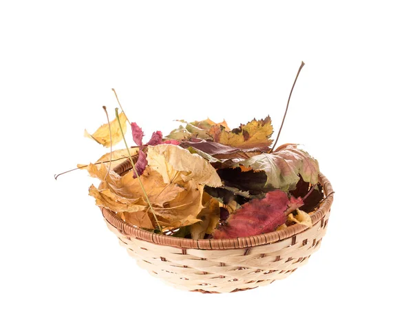 Composizione delle foglie d'autunno . — Foto Stock