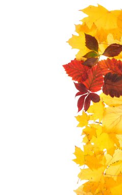 Sonbahar yapraklarının çerçevesi.