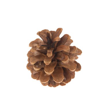 Kuru koni çam. Makro.