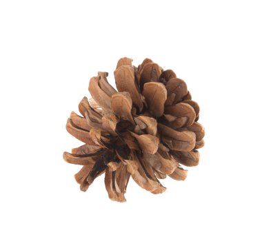 Kuru koni çam. Makro.