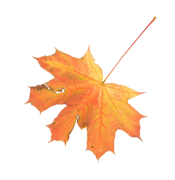 Maple leaf. Close up. — Stock Photo, Image