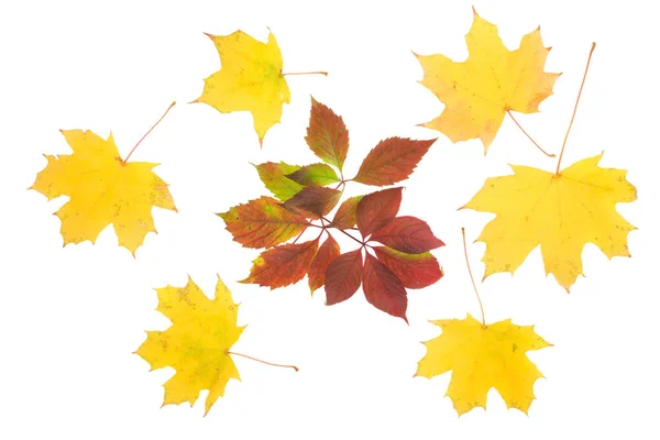 Composition of autumn leaves — Stock Photo, Image