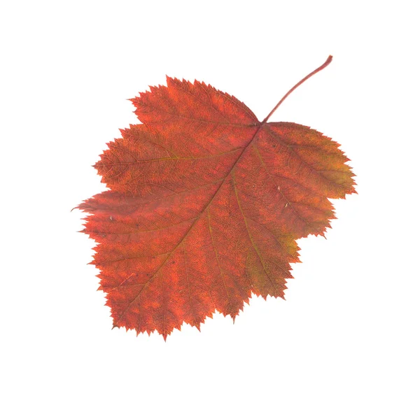 Leaf of hawthorn close-up. Macro. — Stock Photo, Image