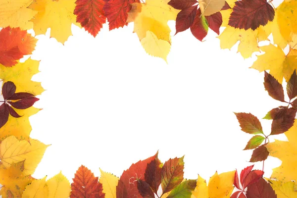 Sonbahar yapraklarının çerçevesi.