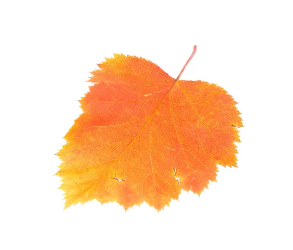 Leaf of hawthorn close-up. — Stock Photo, Image