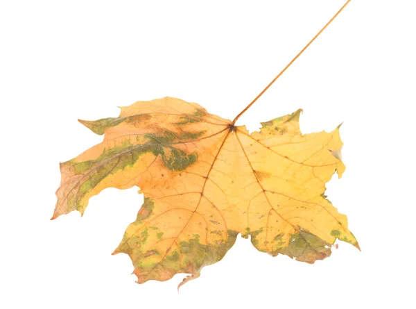 Leaf of maple close-up. — Stock Photo, Image