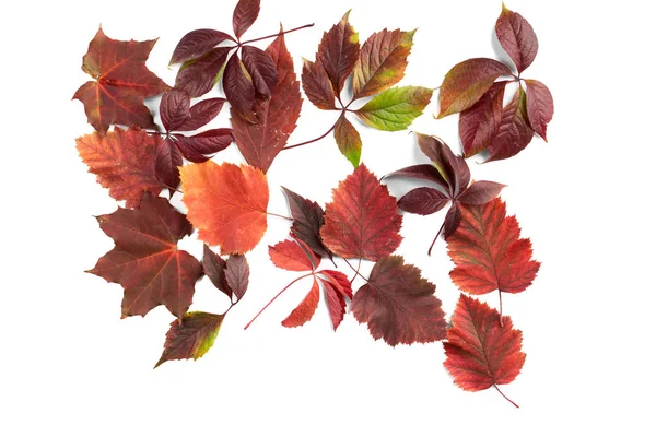 Background of autumn leaves. — Stock Photo, Image