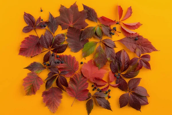 Sonbahar yapraklarının arkaplanı.